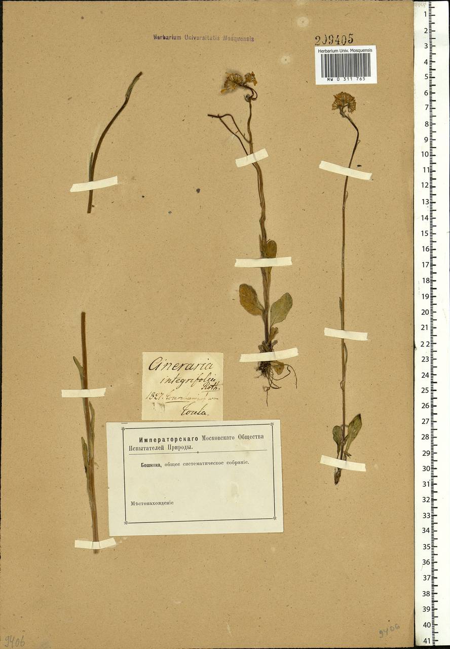 Tephroseris integrifolia (L.) Holub, Eastern Europe, Central region (E4) (Russia)