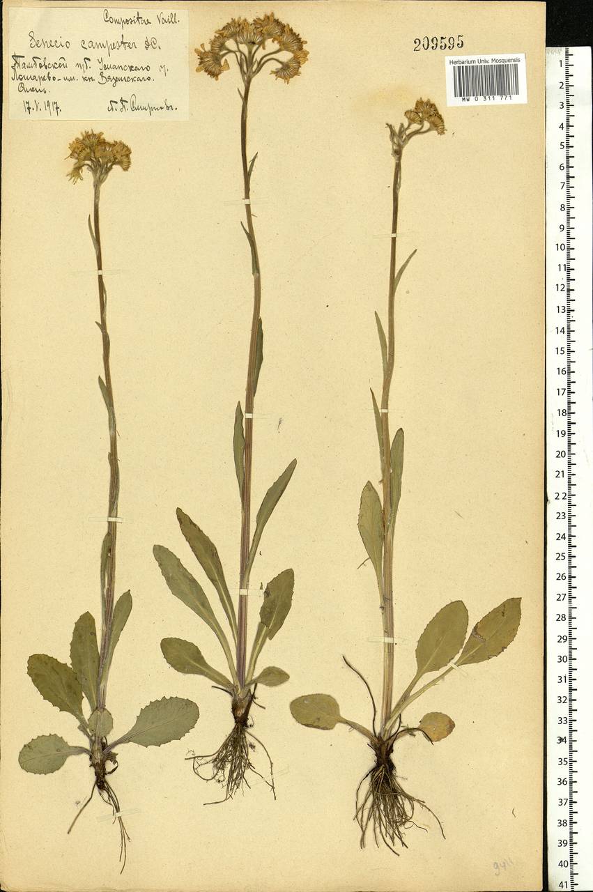 Tephroseris integrifolia (L.) Holub, Eastern Europe, Central forest-and-steppe region (E6) (Russia)