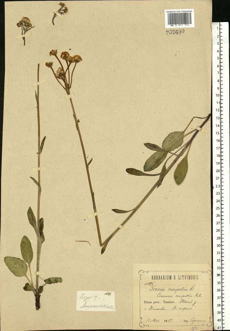 Tephroseris integrifolia (L.) Holub, Eastern Europe, Central forest-and-steppe region (E6) (Russia)