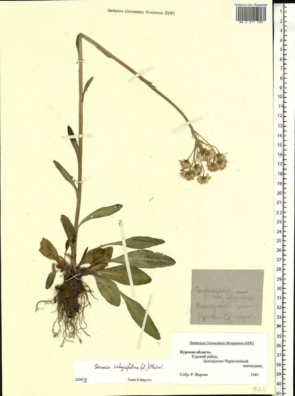 Tephroseris integrifolia (L.) Holub, Eastern Europe, Central forest-and-steppe region (E6) (Russia)