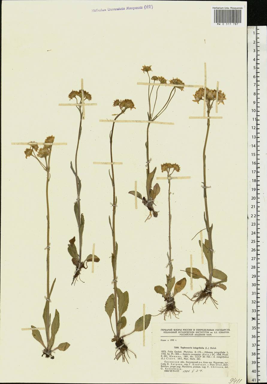 Tephroseris integrifolia (L.) Holub, Eastern Europe, Central forest-and-steppe region (E6) (Russia)