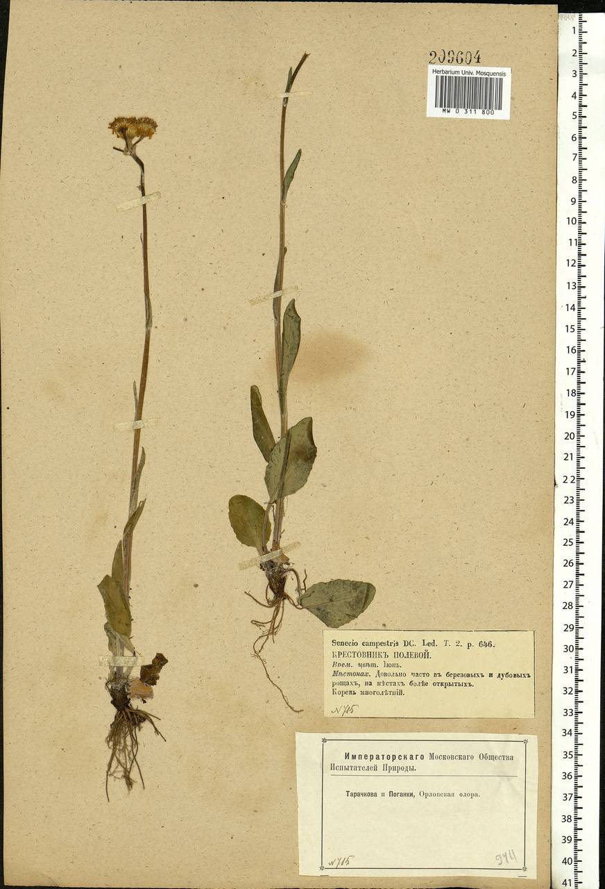 Tephroseris integrifolia (L.) Holub, Eastern Europe, Central forest-and-steppe region (E6) (Russia)