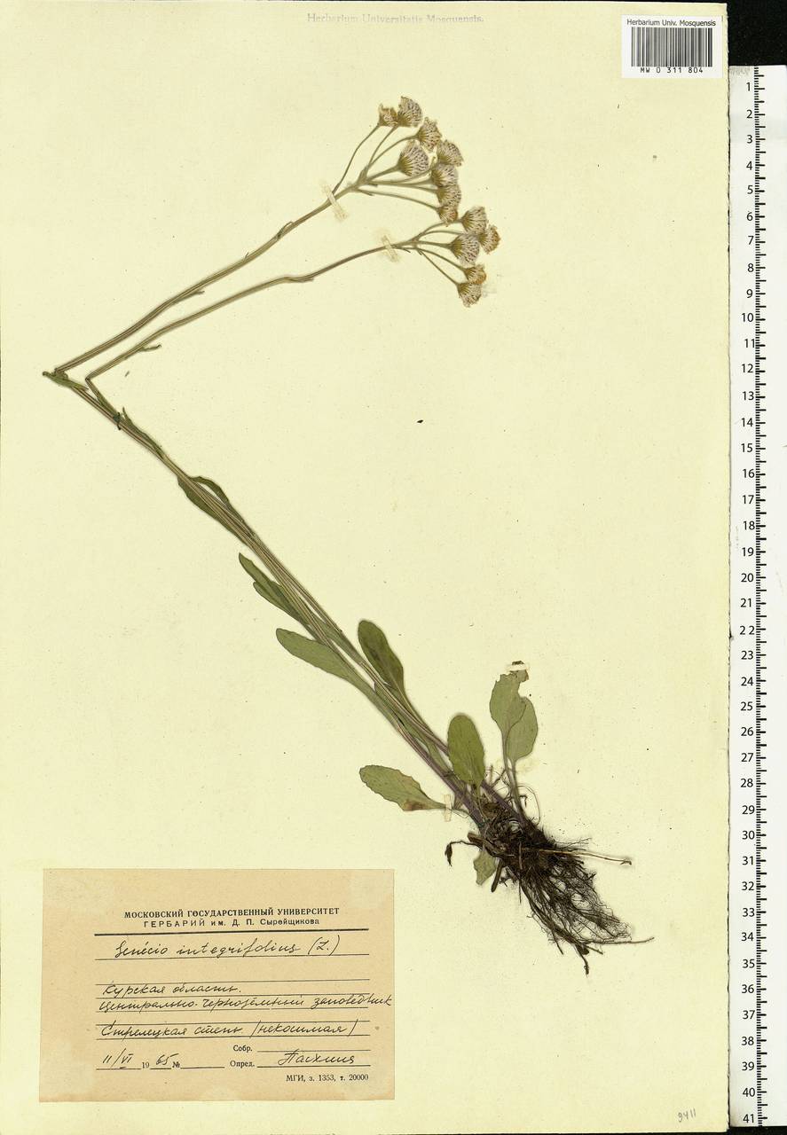 Tephroseris integrifolia (L.) Holub, Eastern Europe, Central forest-and-steppe region (E6) (Russia)