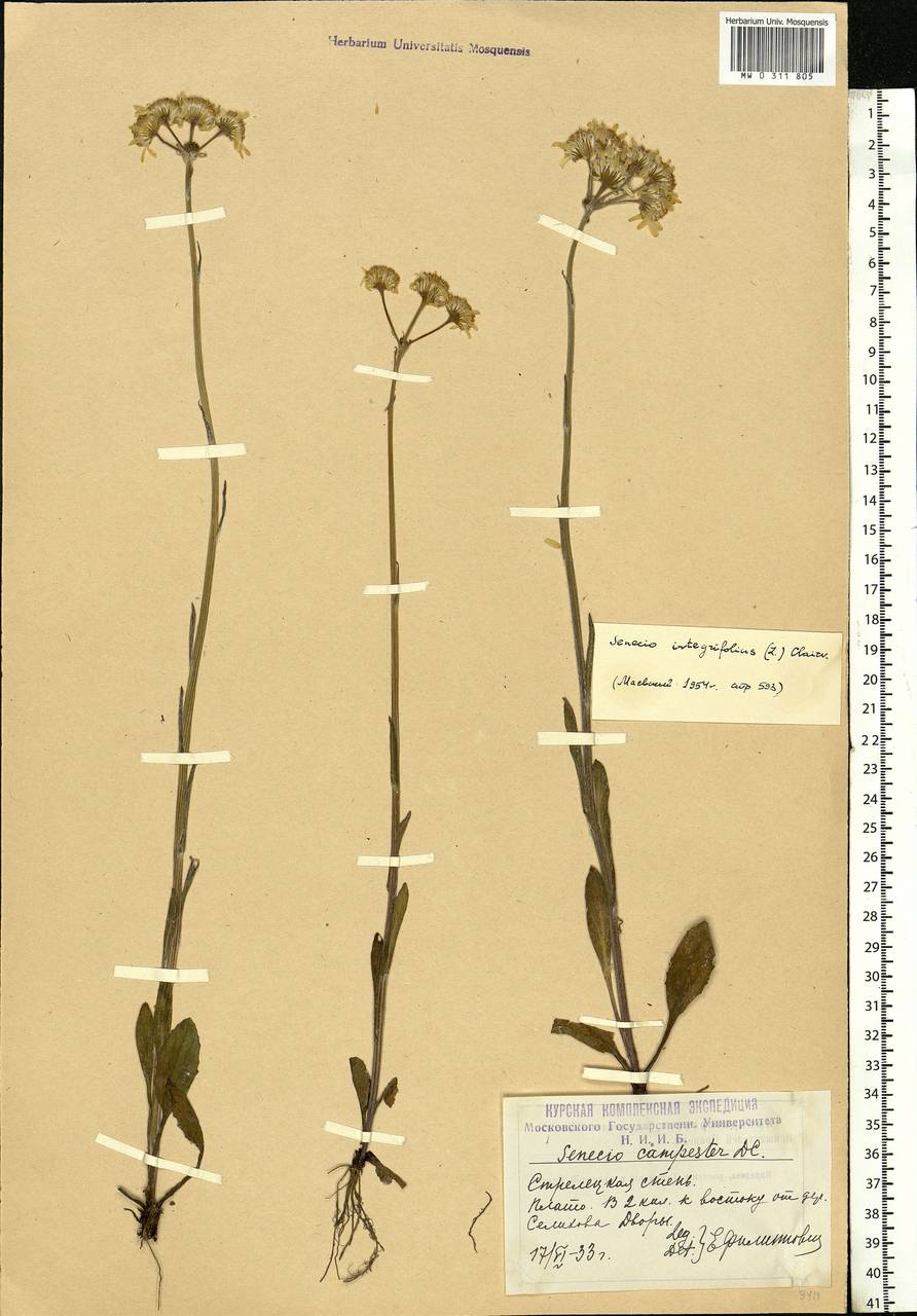 Tephroseris integrifolia (L.) Holub, Eastern Europe, Central forest-and-steppe region (E6) (Russia)