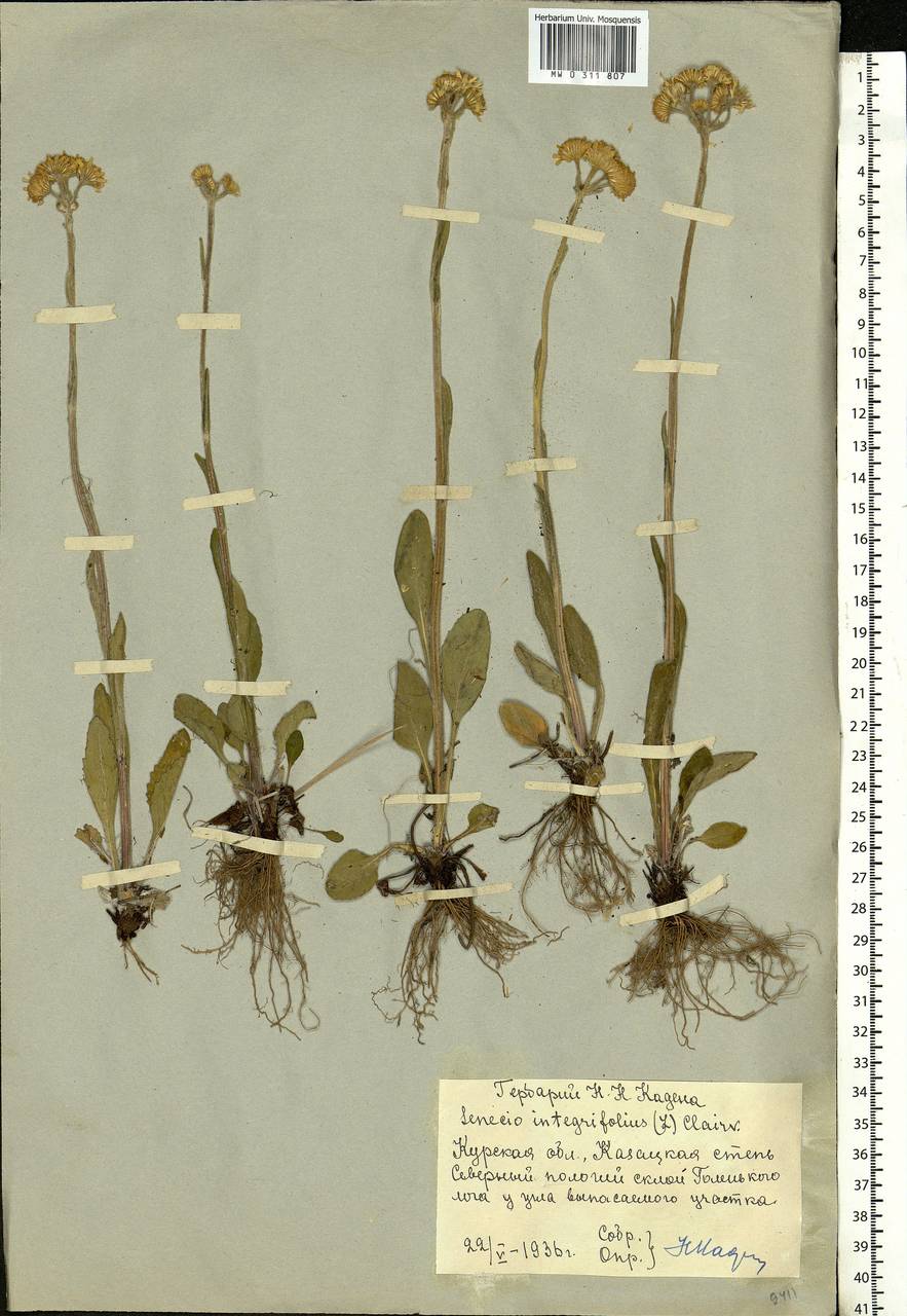 Tephroseris integrifolia (L.) Holub, Eastern Europe, Central forest-and-steppe region (E6) (Russia)