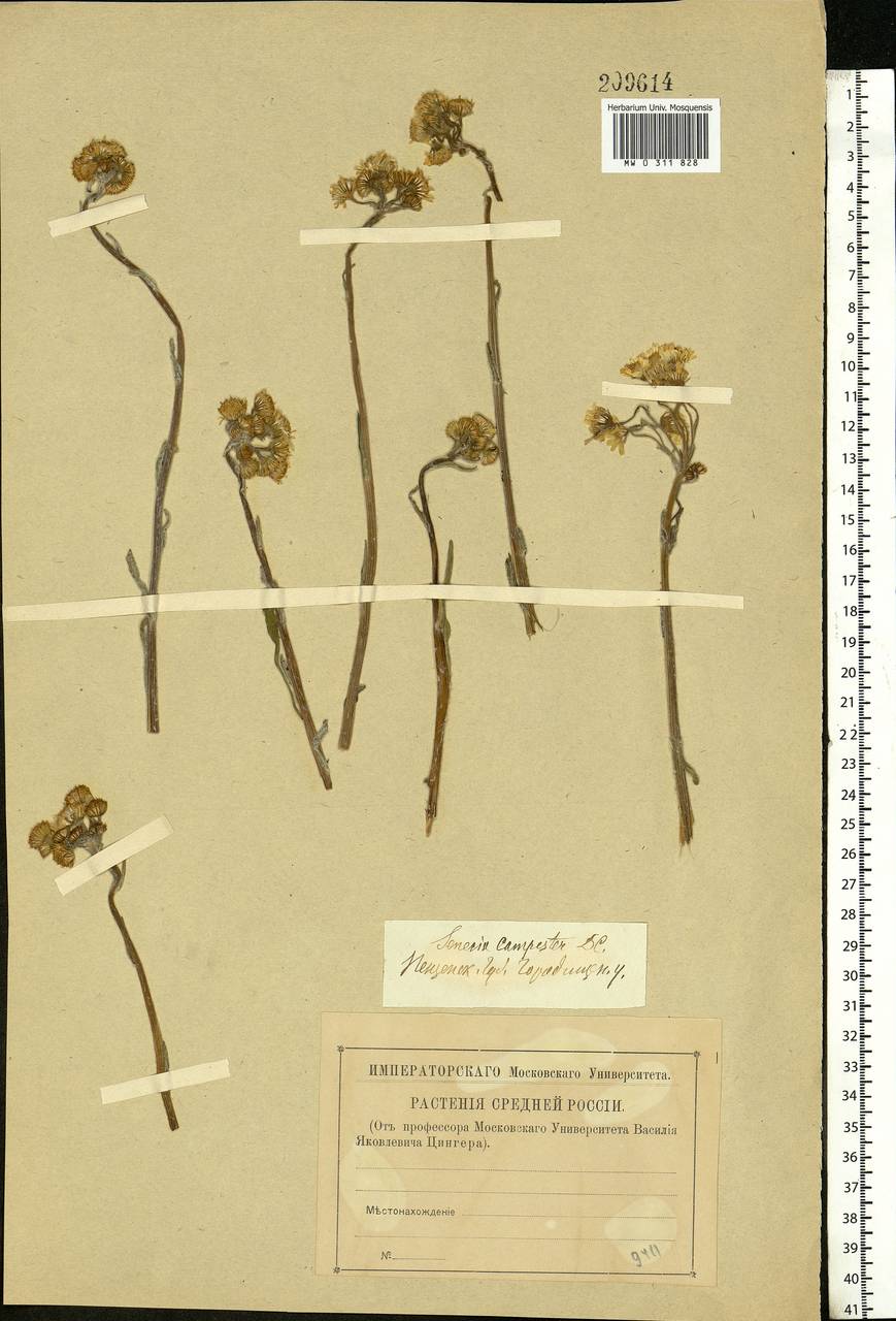 Tephroseris integrifolia (L.) Holub, Eastern Europe, Middle Volga region (E8) (Russia)