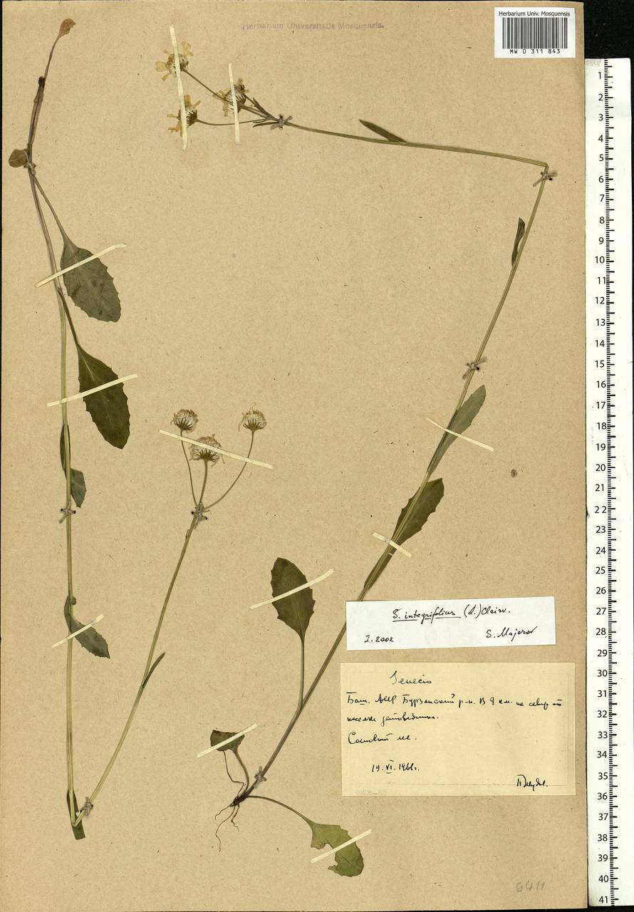 Tephroseris integrifolia (L.) Holub, Eastern Europe, Eastern region (E10) (Russia)