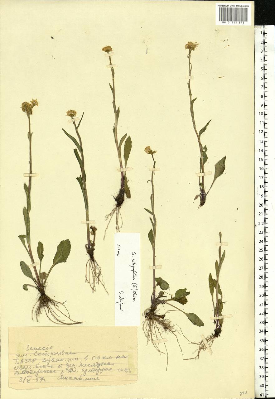 Tephroseris integrifolia (L.) Holub, Eastern Europe, Eastern region (E10) (Russia)