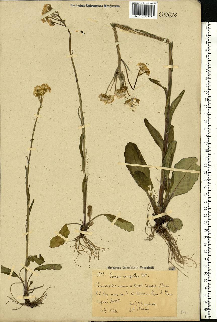 Tephroseris integrifolia (L.) Holub, Eastern Europe, Eastern region (E10) (Russia)