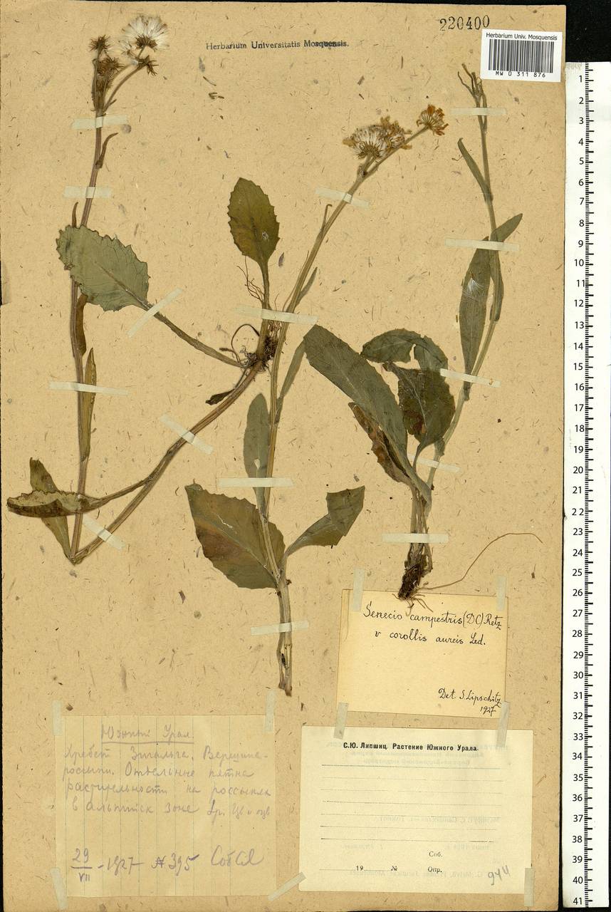 Tephroseris integrifolia (L.) Holub, Eastern Europe, Eastern region (E10) (Russia)