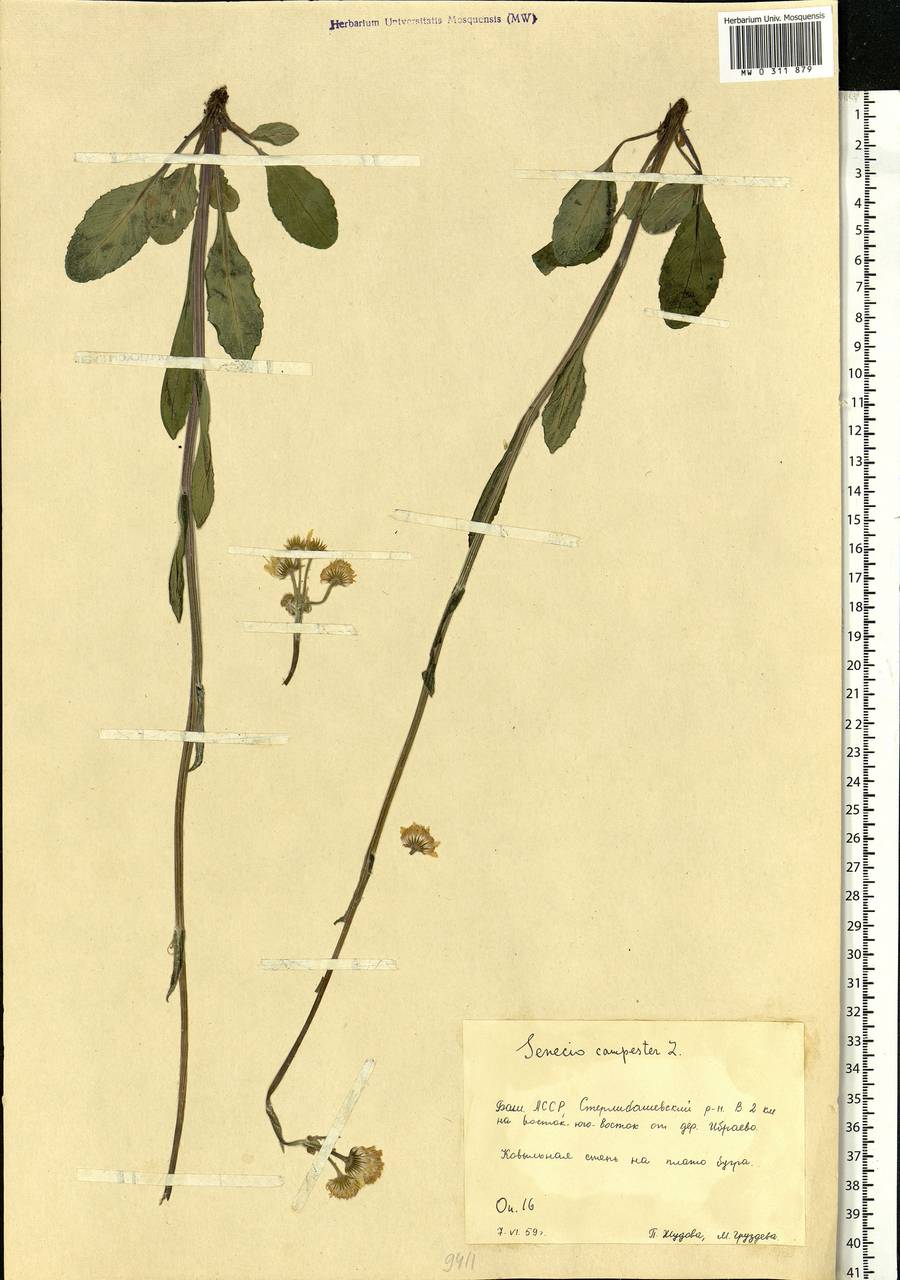 Tephroseris integrifolia (L.) Holub, Eastern Europe, Eastern region (E10) (Russia)