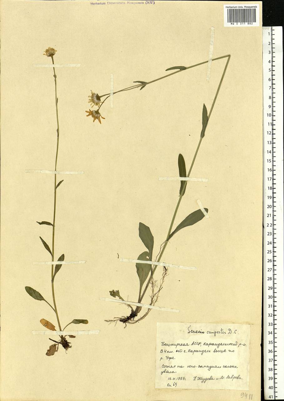 Tephroseris integrifolia (L.) Holub, Eastern Europe, Eastern region (E10) (Russia)