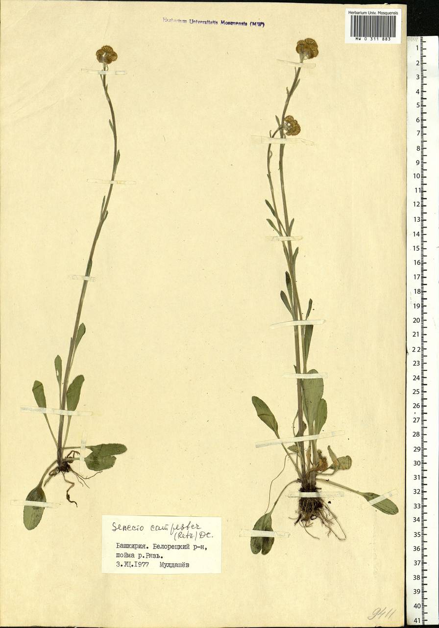 Tephroseris integrifolia (L.) Holub, Eastern Europe, Eastern region (E10) (Russia)