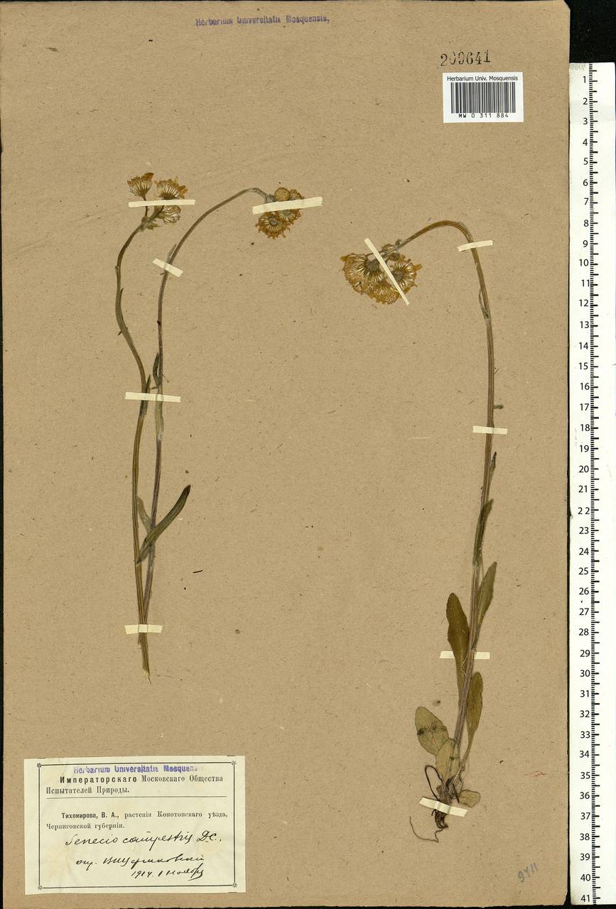 Tephroseris integrifolia (L.) Holub, Eastern Europe, North Ukrainian region (E11) (Ukraine)