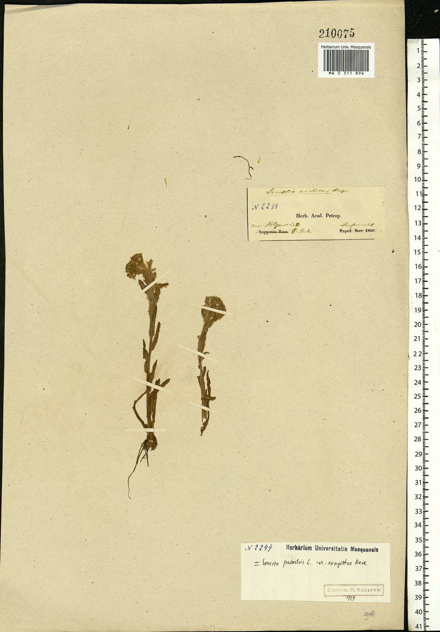 Tephroseris palustris (L.) Fourr., Eastern Europe, Northern region (E1) (Russia)