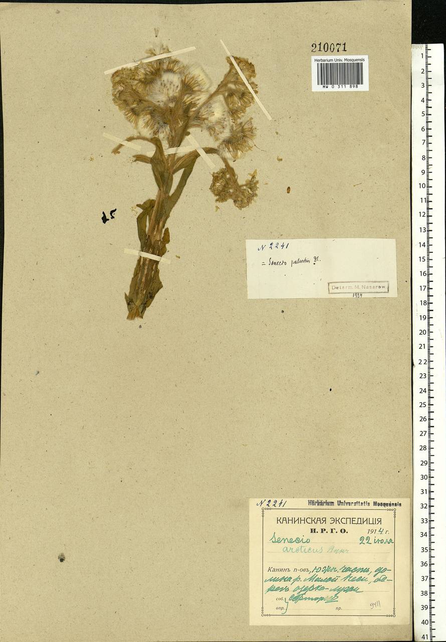 Tephroseris palustris (L.) Fourr., Eastern Europe, Northern region (E1) (Russia)