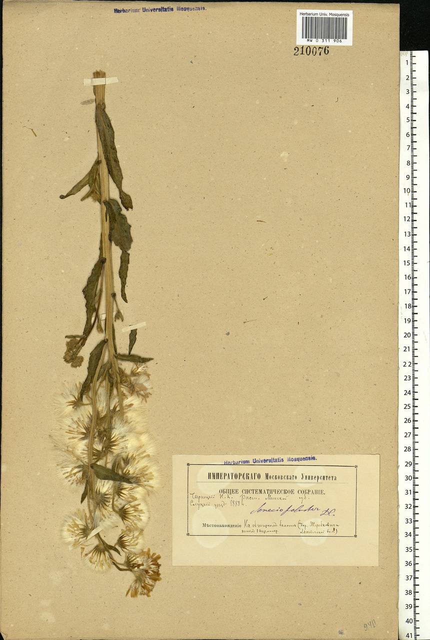 Tephroseris palustris (L.) Fourr., Eastern Europe, Belarus (E3a) (Belarus)