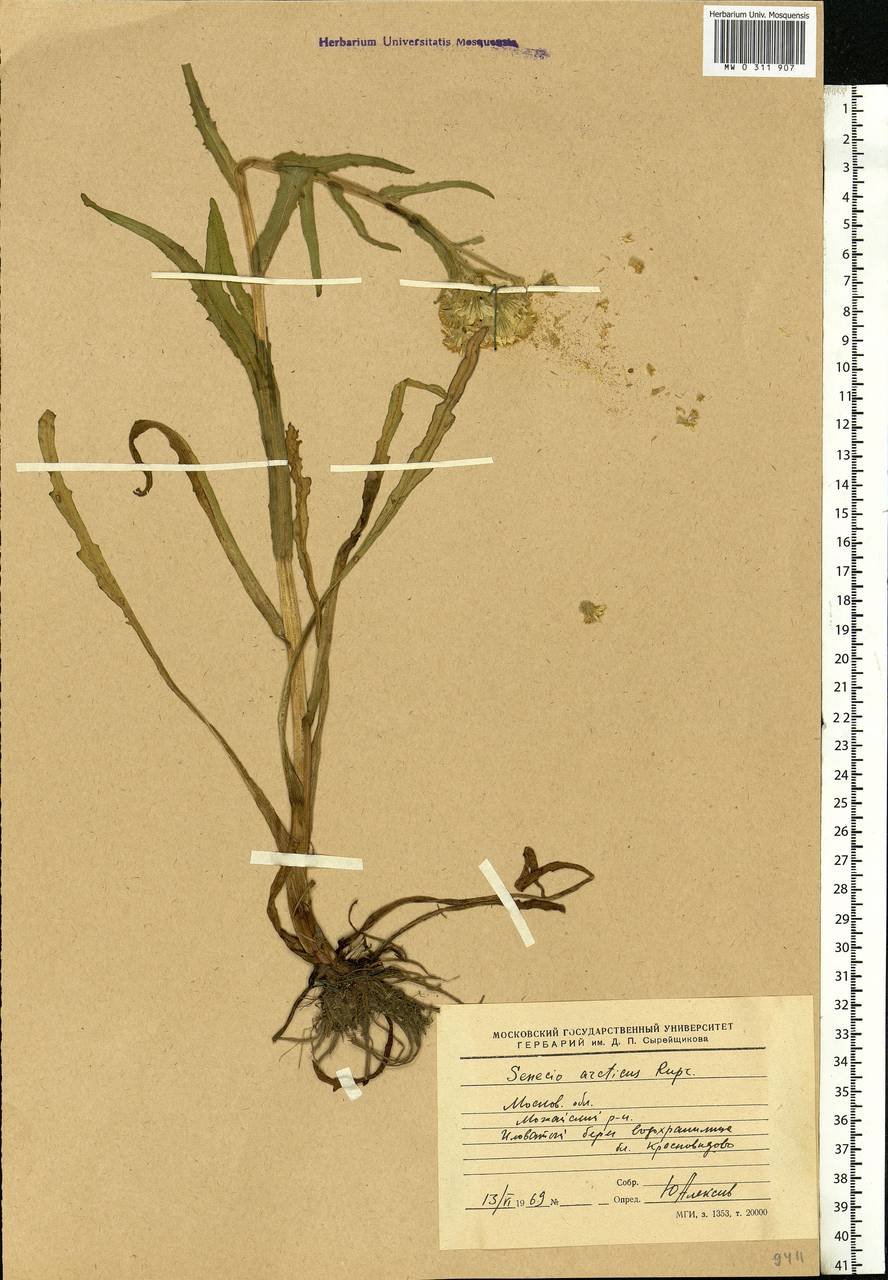 Tephroseris palustris (L.) Fourr., Eastern Europe, Moscow region (E4a) (Russia)