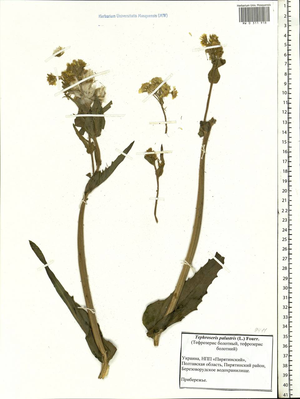 Tephroseris palustris (L.) Fourr., Eastern Europe, North Ukrainian region (E11) (Ukraine)