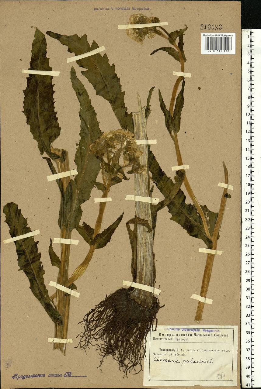 Tephroseris palustris (L.) Fourr., Eastern Europe, North Ukrainian region (E11) (Ukraine)