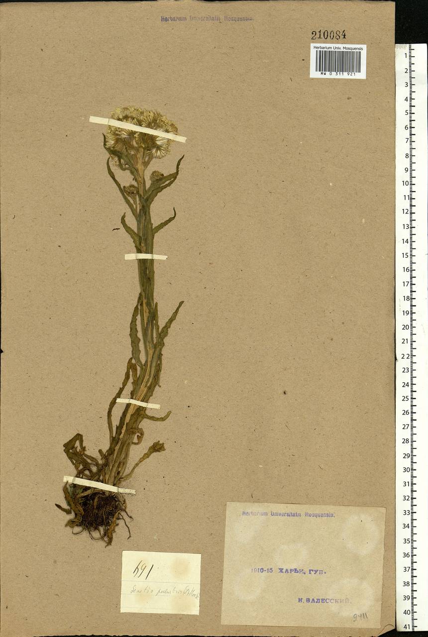 Tephroseris palustris (L.) Fourr., Eastern Europe, North Ukrainian region (E11) (Ukraine)