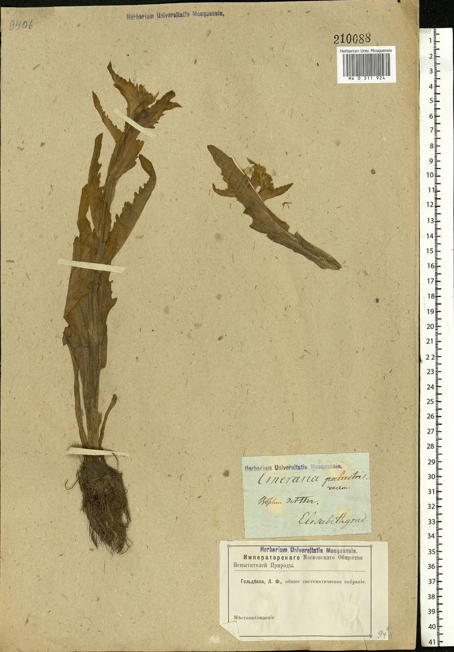 Tephroseris palustris (L.) Fourr., Eastern Europe, South Ukrainian region (E12) (Ukraine)