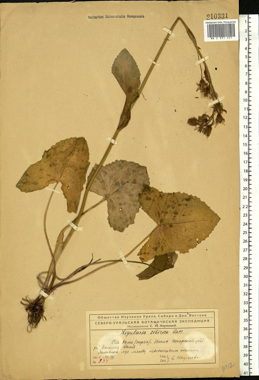 Ligularia sibirica (L.) Cass., Eastern Europe, Northern region (E1) (Russia)