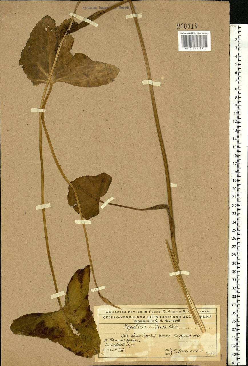 Ligularia sibirica (L.) Cass., Eastern Europe, Northern region (E1) (Russia)