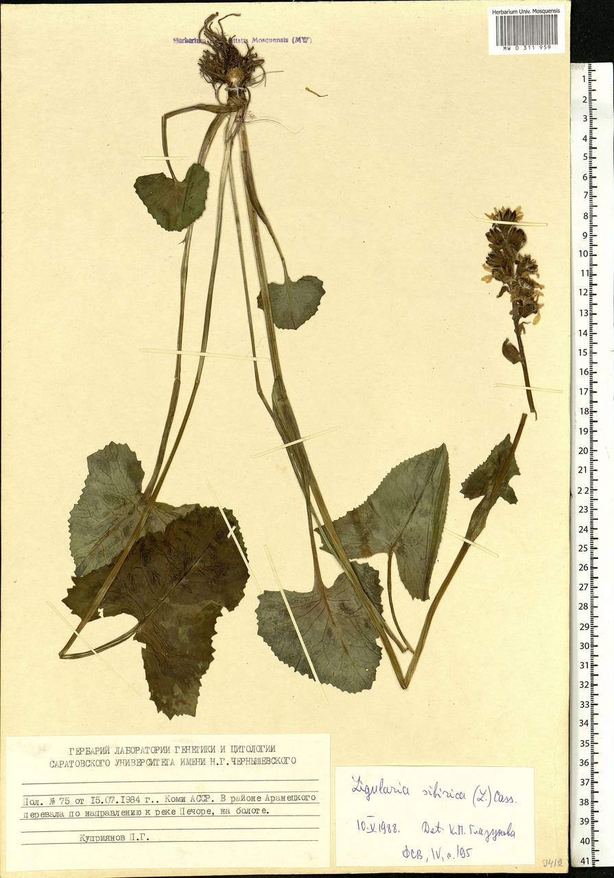 Ligularia sibirica (L.) Cass., Eastern Europe, Northern region (E1) (Russia)