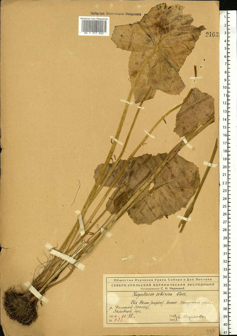 Ligularia sibirica (L.) Cass., Eastern Europe, Northern region (E1) (Russia)