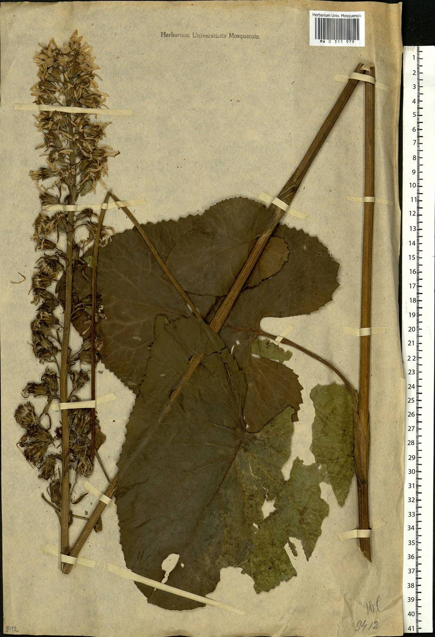 Ligularia sibirica (L.) Cass., Eastern Europe, Moscow region (E4a) (Russia)