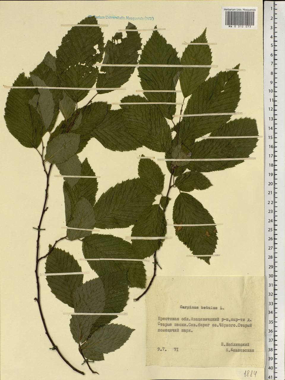 Carpinus betulus L., Eastern Europe, Belarus (E3a) (Belarus)