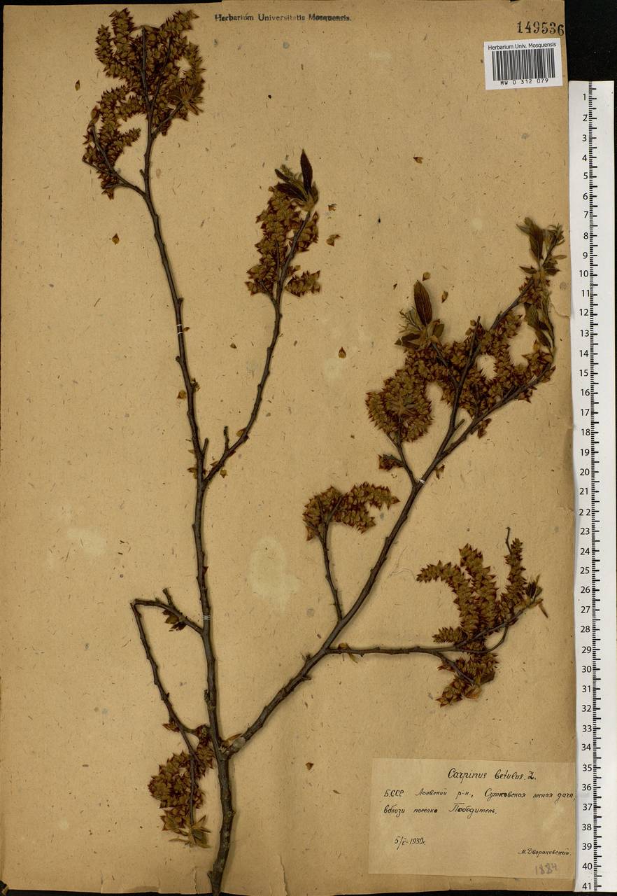 Carpinus betulus L., Eastern Europe, Belarus (E3a) (Belarus)