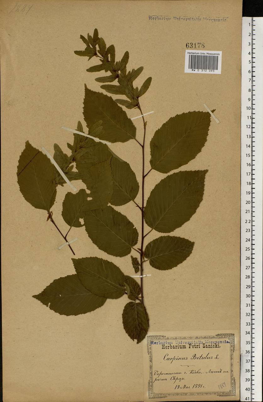 Carpinus betulus L., Eastern Europe, North Ukrainian region (E11) (Ukraine)