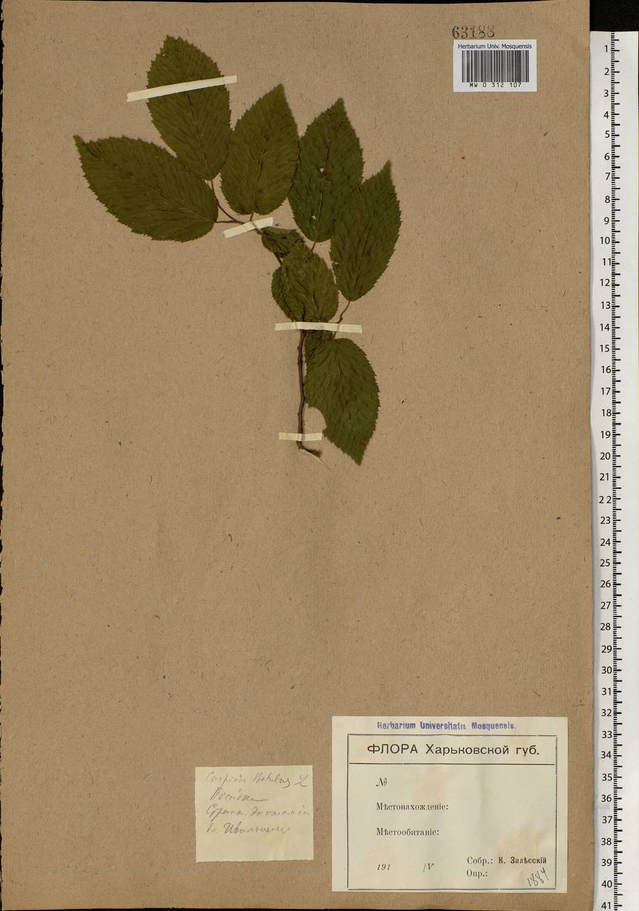Carpinus betulus L., Eastern Europe, North Ukrainian region (E11) (Ukraine)