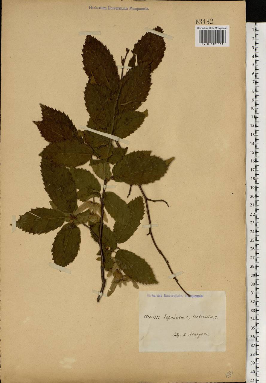 Carpinus betulus L., Eastern Europe, Western region (E3) (Russia)