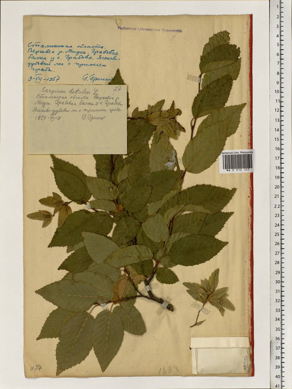 Carpinus betulus L., Eastern Europe, South Ukrainian region (E12) (Ukraine)