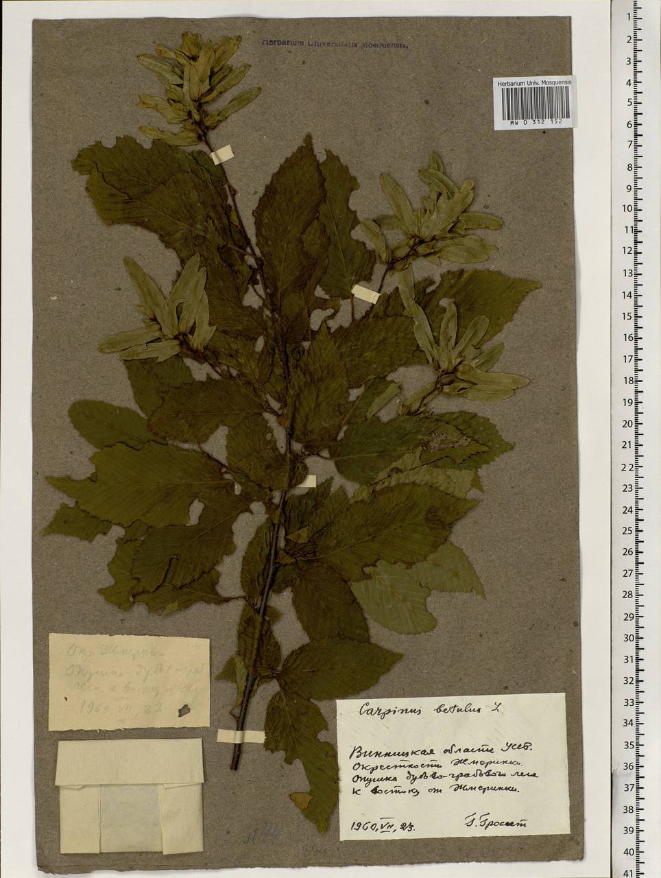Carpinus betulus L., Eastern Europe, South Ukrainian region (E12) (Ukraine)