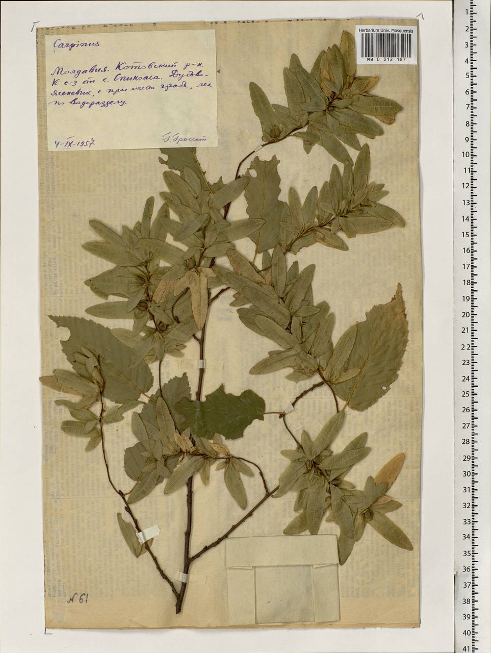 Carpinus betulus L., Eastern Europe, Moldova (E13a) (Moldova)