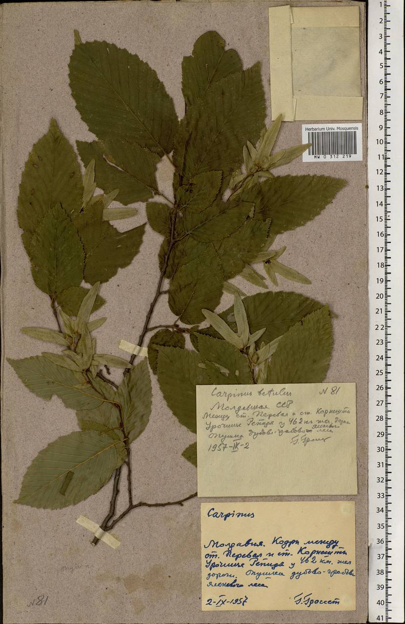 Carpinus betulus L., Eastern Europe, Moldova (E13a) (Moldova)