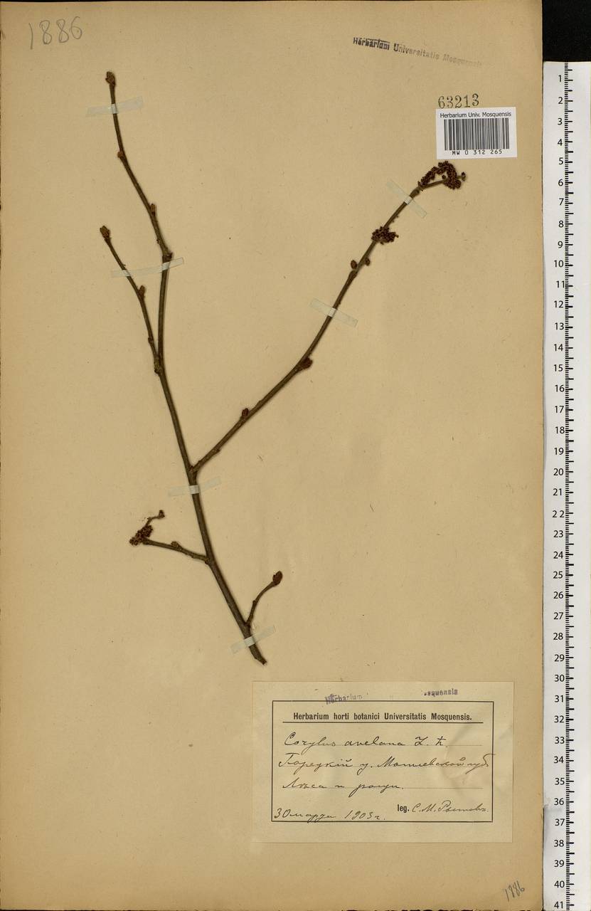 Corylus avellana L., Eastern Europe, Belarus (E3a) (Belarus)