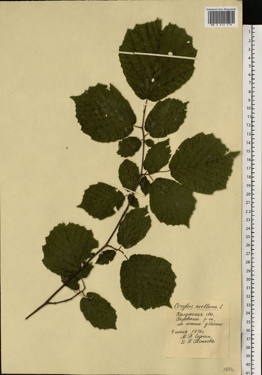 Corylus avellana L., Eastern Europe, Central region (E4) (Russia)