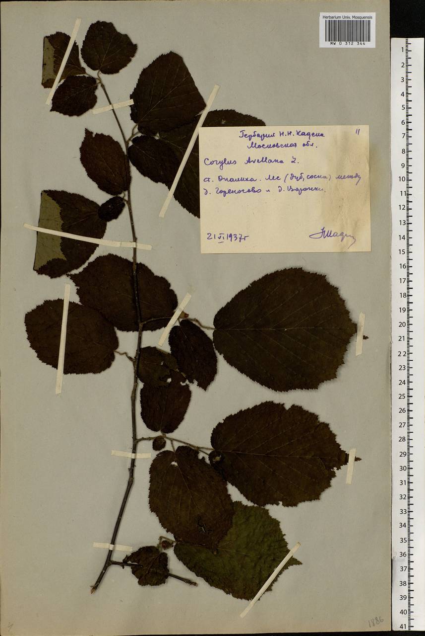 Corylus avellana L., Eastern Europe, Moscow region (E4a) (Russia)