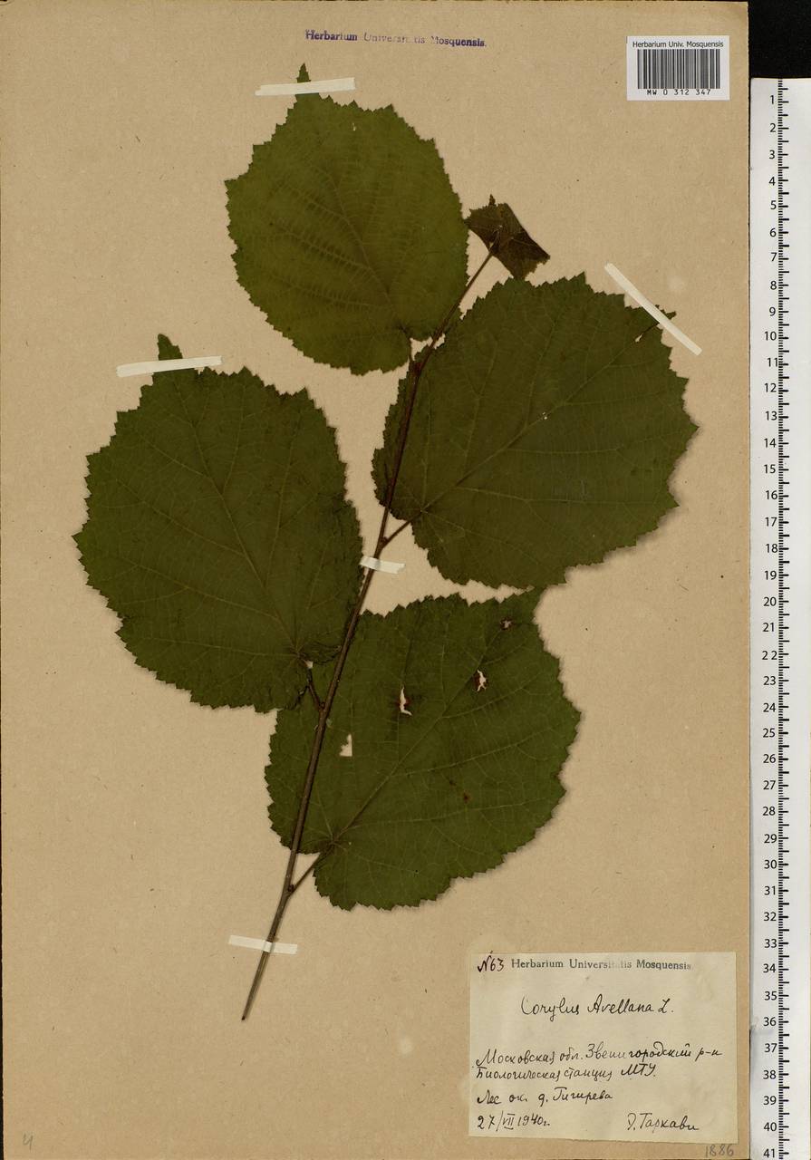 Corylus avellana L., Eastern Europe, Moscow region (E4a) (Russia)