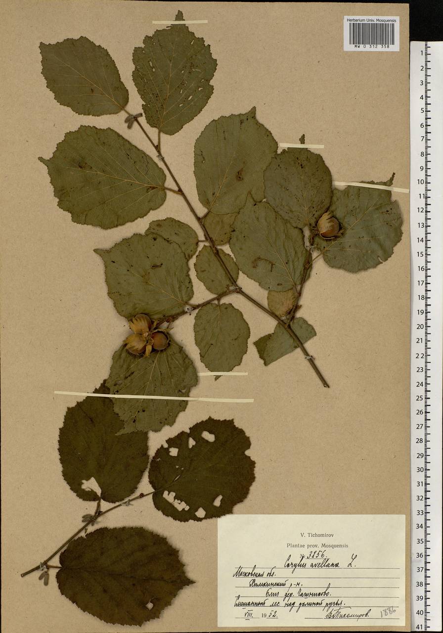 Corylus avellana L., Eastern Europe, Moscow region (E4a) (Russia)