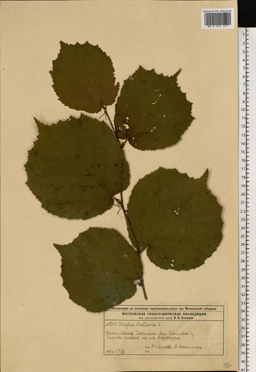Corylus avellana L., Eastern Europe, Moscow region (E4a) (Russia)