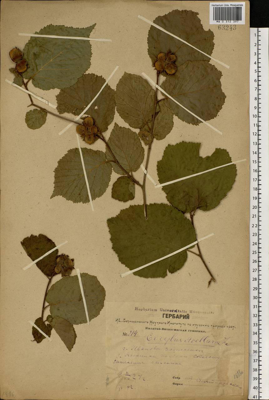 Corylus avellana L., Eastern Europe, Central forest region (E5) (Russia)