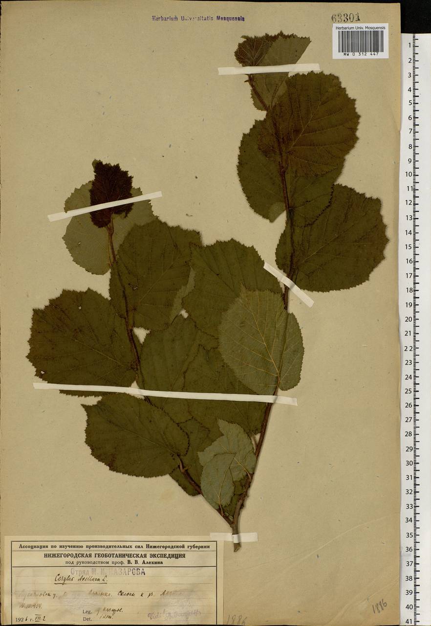 Corylus avellana L., Eastern Europe, Volga-Kama region (E7) (Russia)