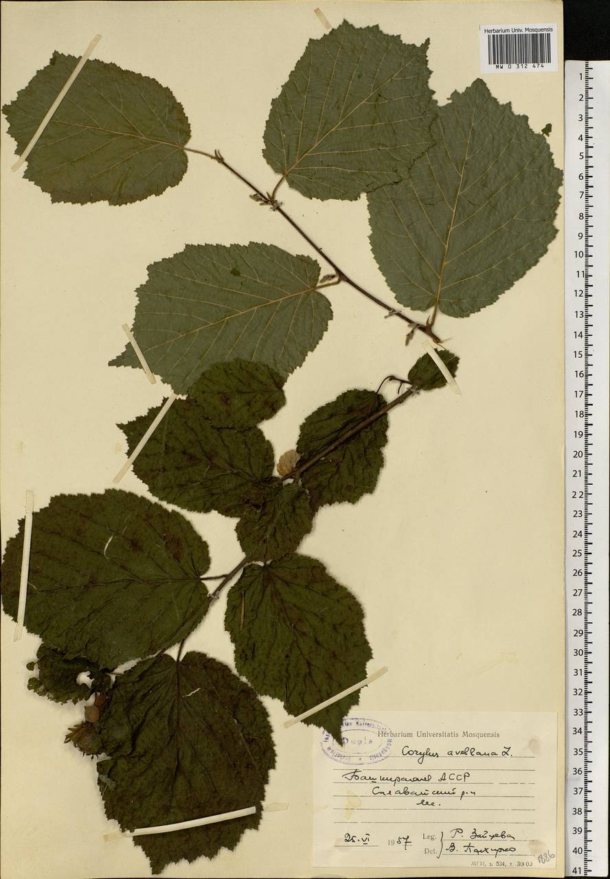 Corylus avellana L., Eastern Europe, Eastern region (E10) (Russia)