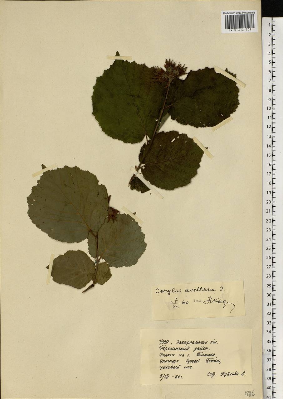 Corylus avellana L., Eastern Europe, West Ukrainian region (E13) (Ukraine)